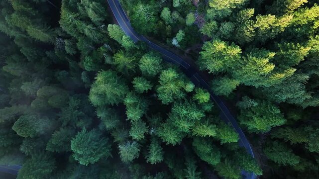 Aerial view of a winding road cutting through a dense forest with varying shades of green foliage, creating a mesmerizing contrast, Mill Valley, California, United States.