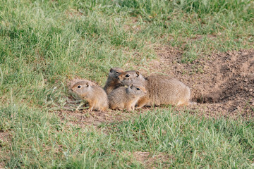 prarie dog family in grand teton 