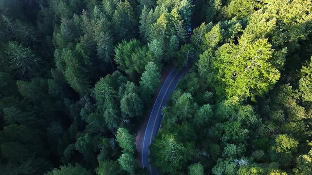 Aerial view of a road winding through a dense forest with a bus traveling on it, creating a striking contrast between nature and transportation, Mill Valley, California, United States.