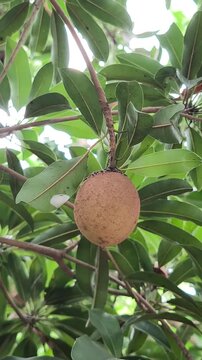 Fresh sapodilla fruit hangs among the lush green tropical foliage.