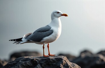 Fototapeta premium Seagull standing on rocks against a cloudy sky background