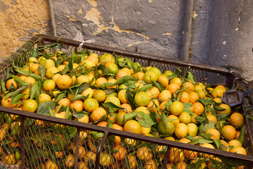 A market basket overflows with fresh, ripe oranges and green citrus fruits in Morocco. The vibrant shades contrast with the rustic background, adding to the lively atmosphere of the market