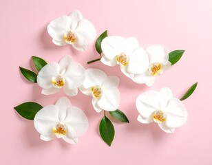 Obraz premium White orchids on a pink background (1)