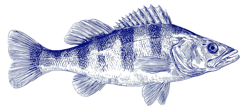 Vintage blue ink illustration of a striped perch fish.