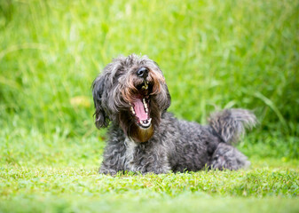 A gray Poodle mixed breed dog yawning