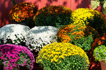 Colorful blooming chrysanthemums in pots near a red wooden wall on a sunny fall day