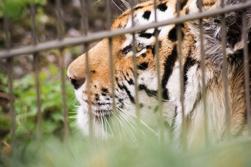 Close-up of a tiger behind metal bars