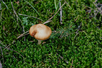 Brown fly agaric in grass. Beautiful growing amanita muscaria. Poison mushroom concept. Autumn harvest. Danger and poison background. Brown cap of amanita. Toxic food concept.