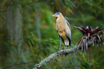 Amor por el entorno © Jasbleidy