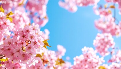 Fototapeta premium Vibrant pink cherry blossoms against a clear blue sky
