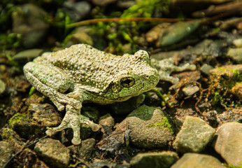 Eastern grey tree frog, Dryophytes versicolor, on the ground, showing splayed front foot