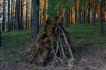 wigwam sticks branches built play in forest woods Poland sunset  © Koko