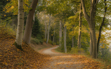 Obraz premium Autumn forest landscape with winding dirt path and colorful fall leaves 