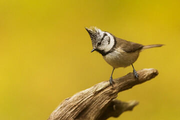 crested tit Lophophanes cristatus standing on branch in autumn light