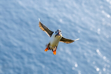 Atlantic Puffin (Fratercula arctica) flying over sea with fish in beak