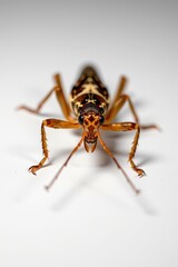Close-up of a cricket on a pristine white background, showcasing its intricate details and textures, bright, white background