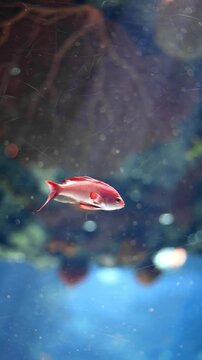 Underwater footage of a threadfin anthias swimming near a coral reef. Colorful tropical reef fish captured in clear water, ideal for marine life, ocean biodiversity, and nature projects.