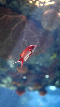 Underwater footage of a threadfin anthias swimming near a coral reef. Colorful tropical reef fish captured in clear water, ideal for marine life, ocean biodiversity, and nature projects.