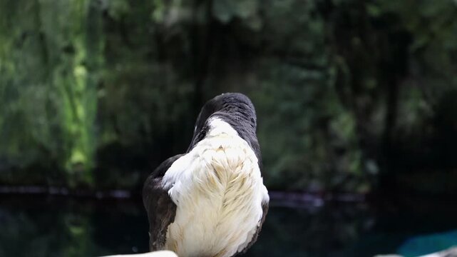 High-quality footage of a razorbill seabird standing on a rocky coastal cliff near the ocean. Wildlife scene highlighting a black and white marine bird native to the North Atlantic. 