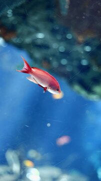 Underwater footage of a threadfin anthias swimming near a coral reef. Colorful tropical reef fish captured in clear water, ideal for marine life, ocean biodiversity, and nature projects.