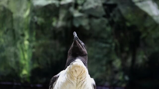 High-quality footage of a razorbill seabird standing on a rocky coastal cliff near the ocean. Wildlife scene highlighting a black and white marine bird native to the North Atlantic. 