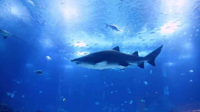 Close up of a bull shark swimming calmly inside an aquarium. Underwater wildlife footage showing a large marine predator in a controlled environment, suitable for content related to sharks