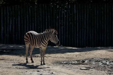 太陽を浴びて佇むシマウマの子供