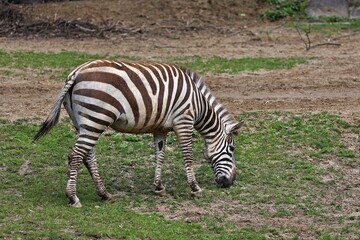 草を食べる横向きのシマウマ