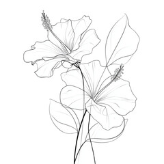 Delicate line art illustration of two beautiful hibiscus flowers.