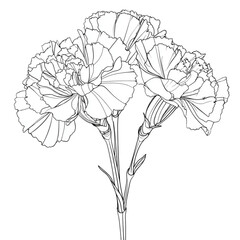 Fototapeta premium Elegant black and white line art of three carnation flowers.