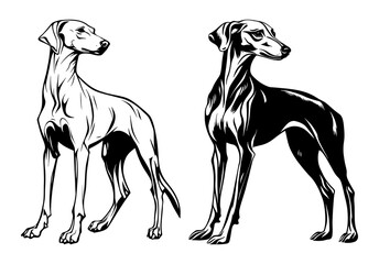 Obraz premium Azawakh dog – elegant sighthound black and white vector illustration