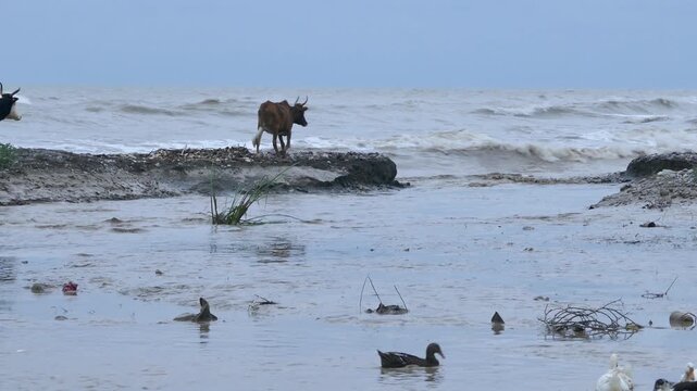 Two cows face a destroyed coastal path as waves crash in. The brown cow tries to continue its crossing through the sea but fails and retreats, highlighting survival, struggle, and nature&rsquo;s force.