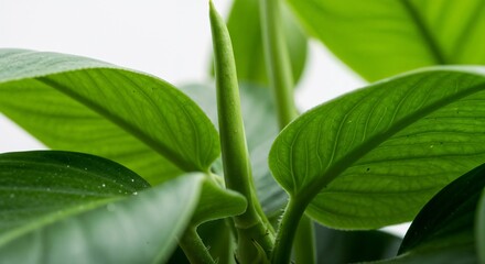 Fototapeta premium An extreme close-up of green leaves with detailed venation against a blurred background, perfect for botanical studies, nature wallpapers, and wellness or ecology themes.