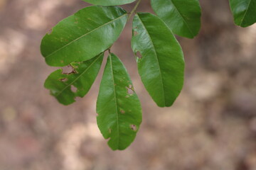 green leaves on a tree