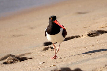 oystercatcher