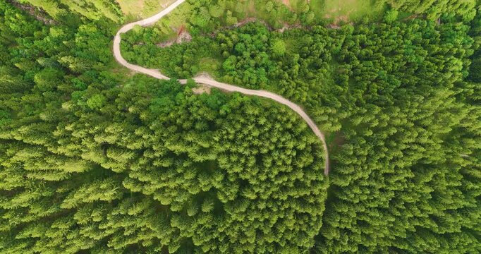 Aerial Drone View of Winding Road Through Dense Green Forest