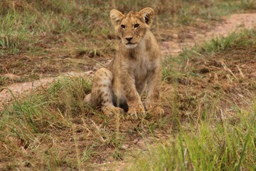 Lying lions in Masai Mara national reserve in Kenya, East Africa