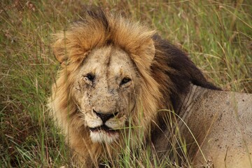 Lying lions in Masai Mara national reserve in Kenya, East Africa