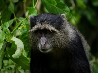 Fototapeta premium Lake Manyara Primates
