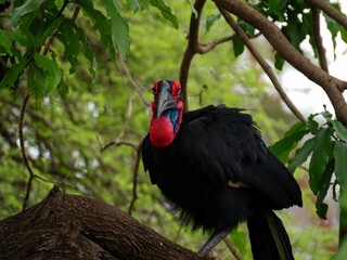 African Ground Hornbill © Preston