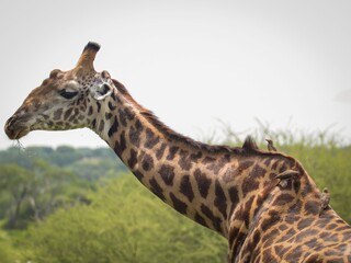 Obraz premium Giraffe 