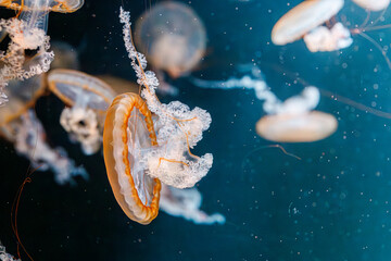 underwater photography jellyfish Chrysaora fuscescens, Pacific sea nettle, West Coast sea nettle
