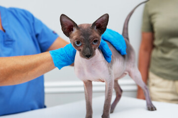 Closeup of hairless Sphynx cat during vet health check appointment