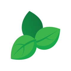  green basil leaves with smooth shape