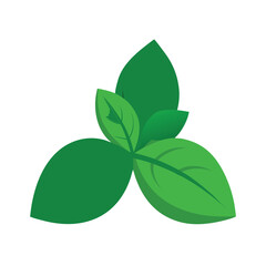  green basil leaves with smooth shape