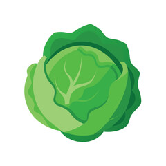  green cabbage head with detailed layered leaves