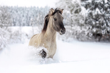 Konik horse running through deep snow in winter landscape, dynamic motion and natural beauty in cold season © Annabell Gsödl