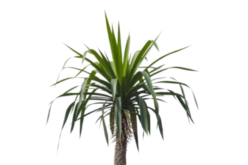 A vibrant, isolated image of a green Dracaena marginata plant against a solid transparent background. background removed
