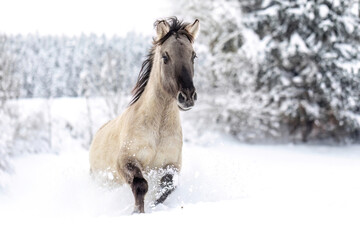 Konik horse running through deep snow in winter landscape, dynamic motion and natural beauty in cold season © Annabell Gsödl