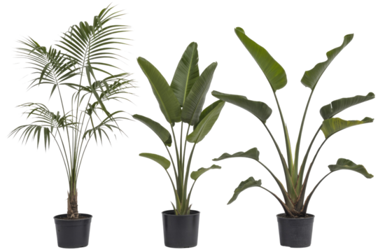 Three potted tropical plants, a palm and two bird of paradise plants, isolated on a transparent background. background removed